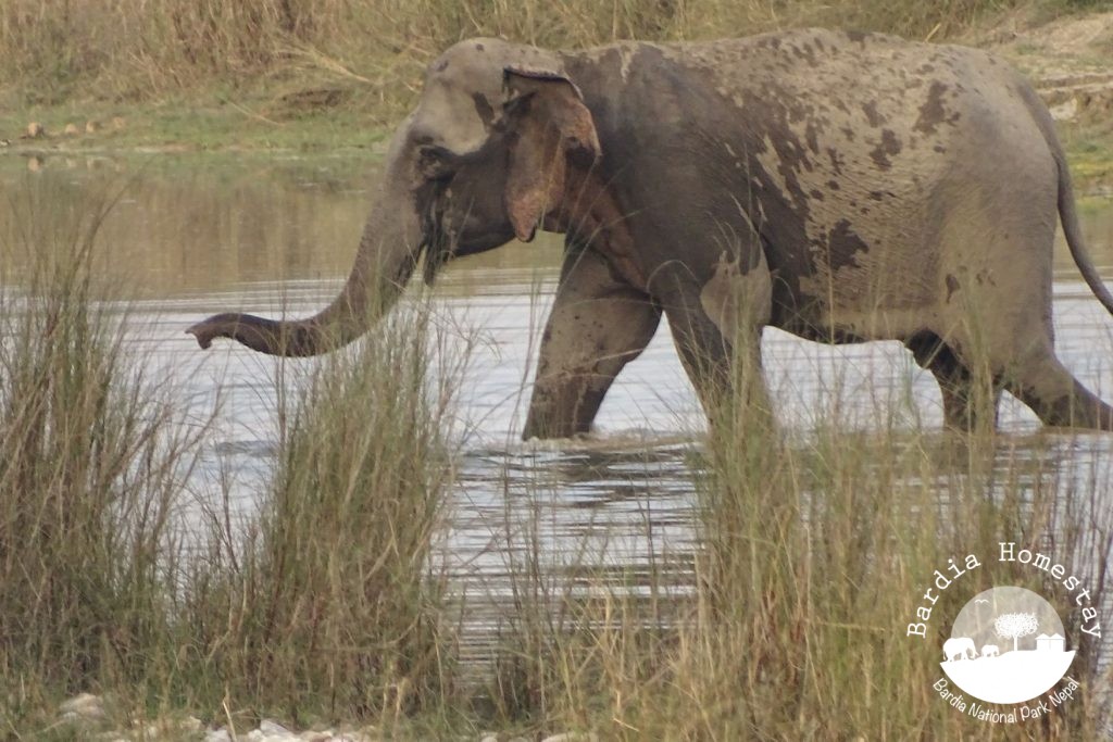 Asian elephant Bardia National Park