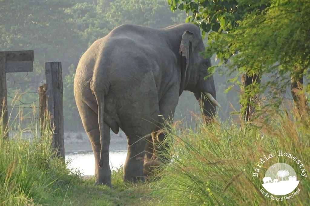 Asian elephant Bardia National Park