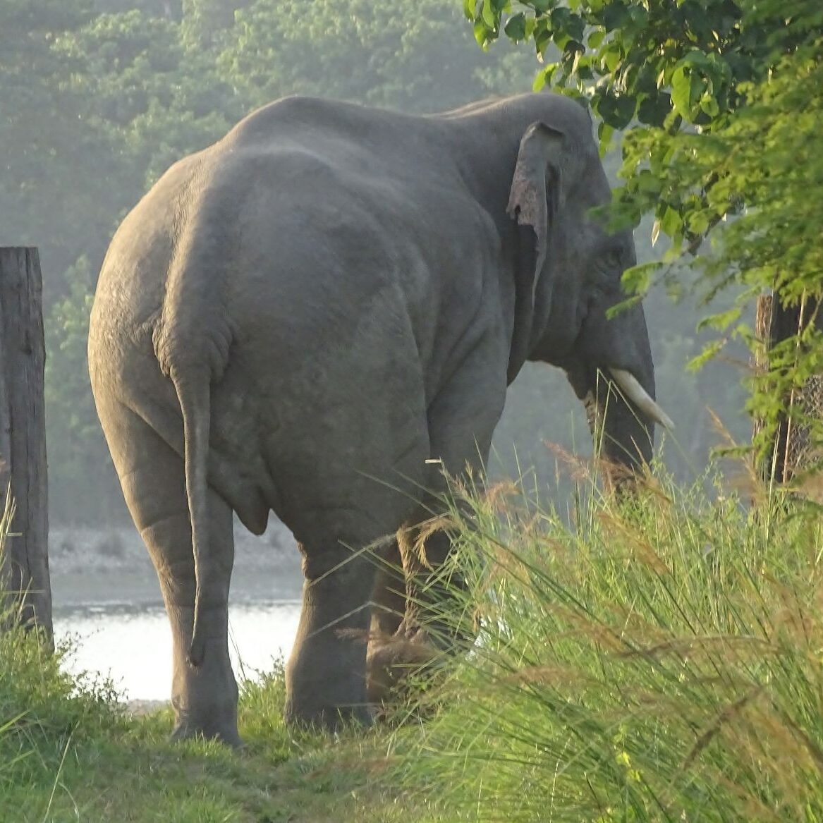 Asian elephant Bardia National Park Asian elephant Bardia National Park