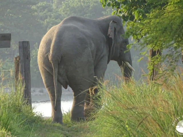 Asian elephant Bardia National Park
