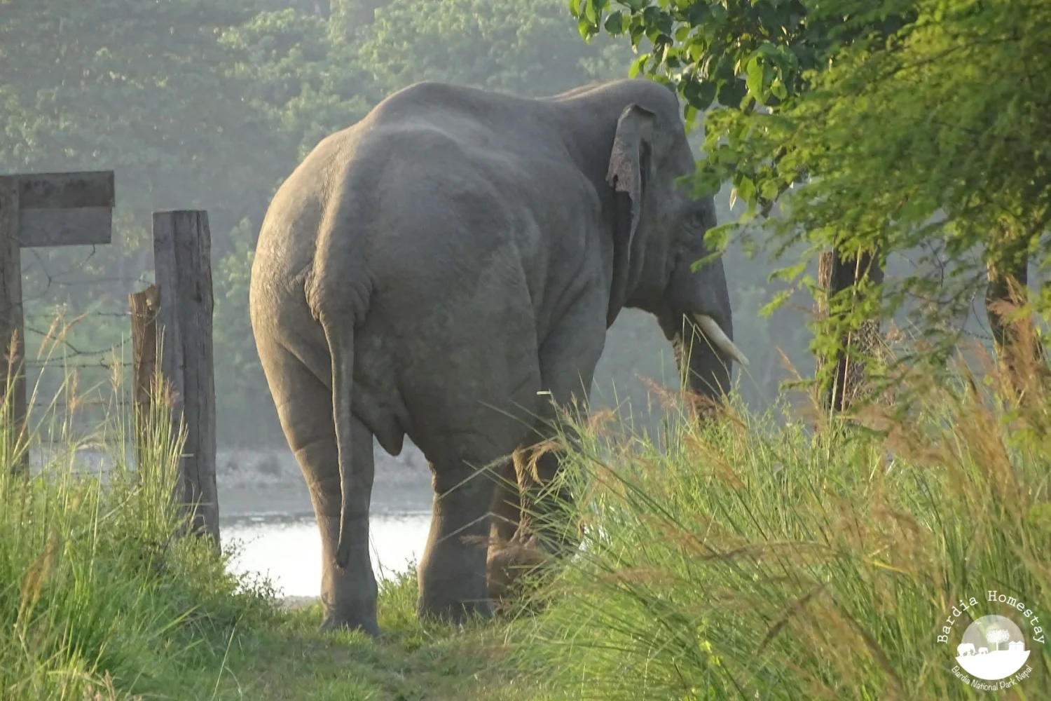 Asian elephant Bardia National Park