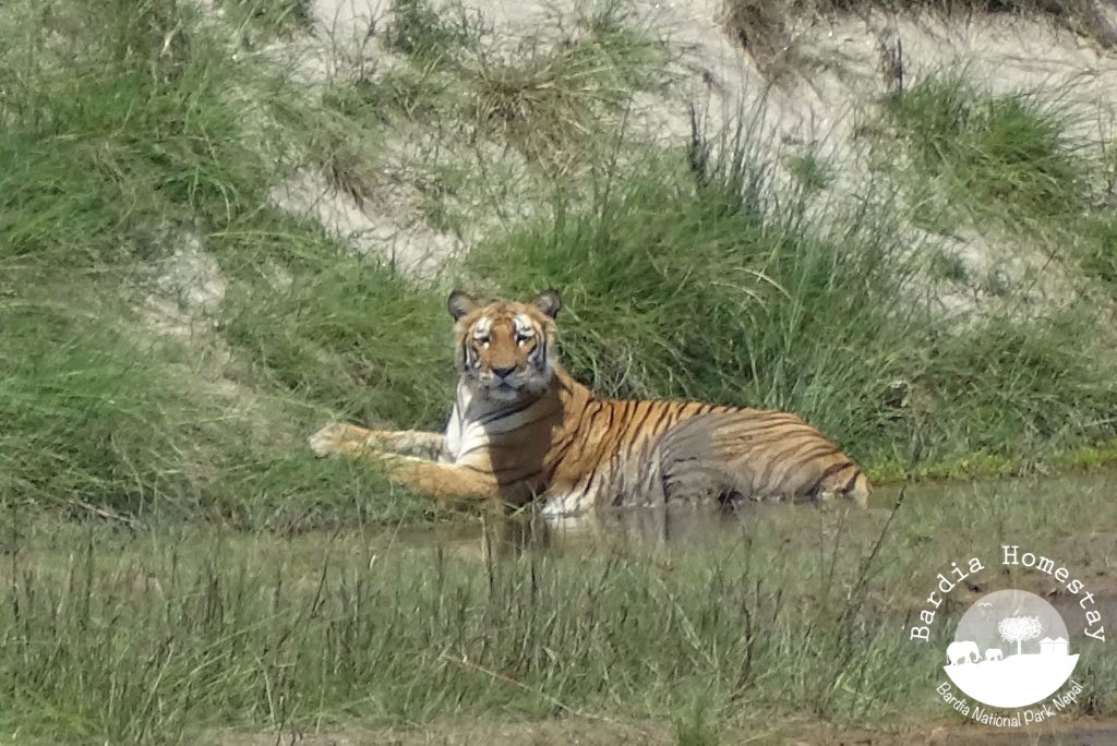 Bengal tiger Bardia National Park