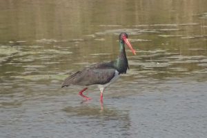 Black stork Nepal bardia national park