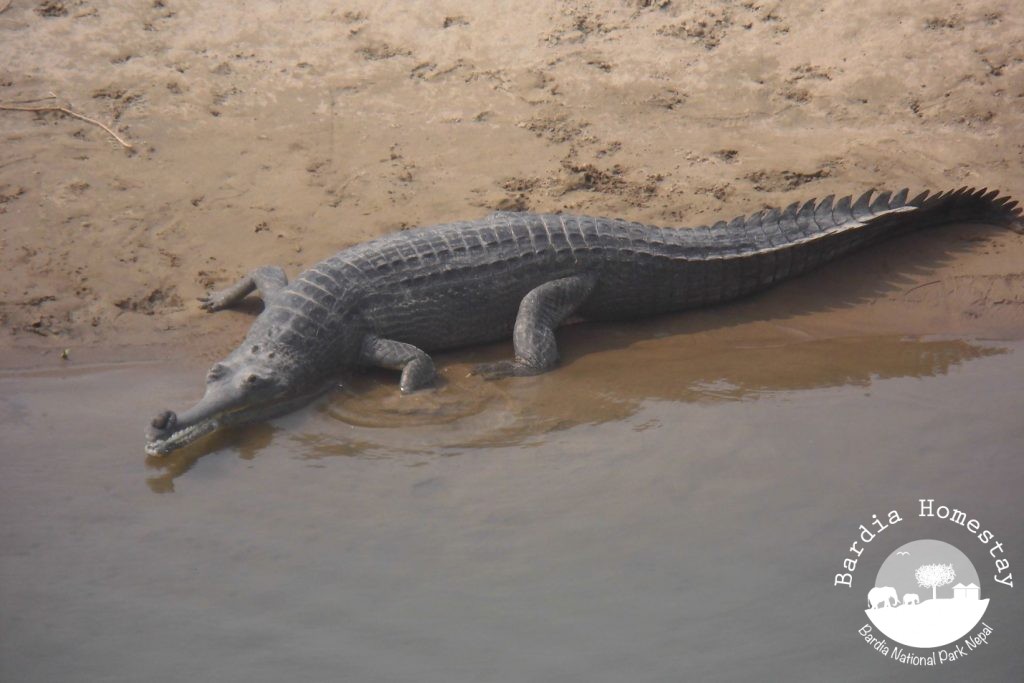 Gharial crocodile Bheri River Nepal