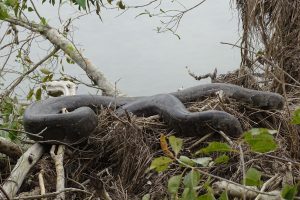 Indian Python Nepal bardia national park