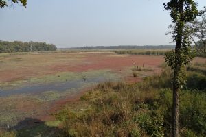 Rani tal Shuklaphanta wildlife reserve