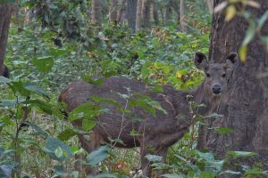 Sambar deer Bardia National Park