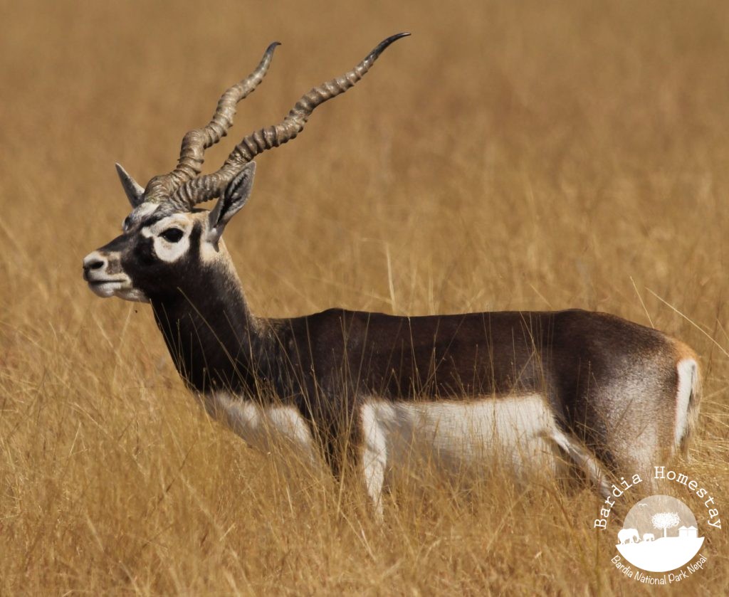 Blackbuck Bardia National Park