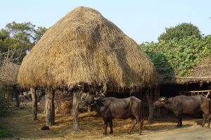 buffalo countryside bardia homestay