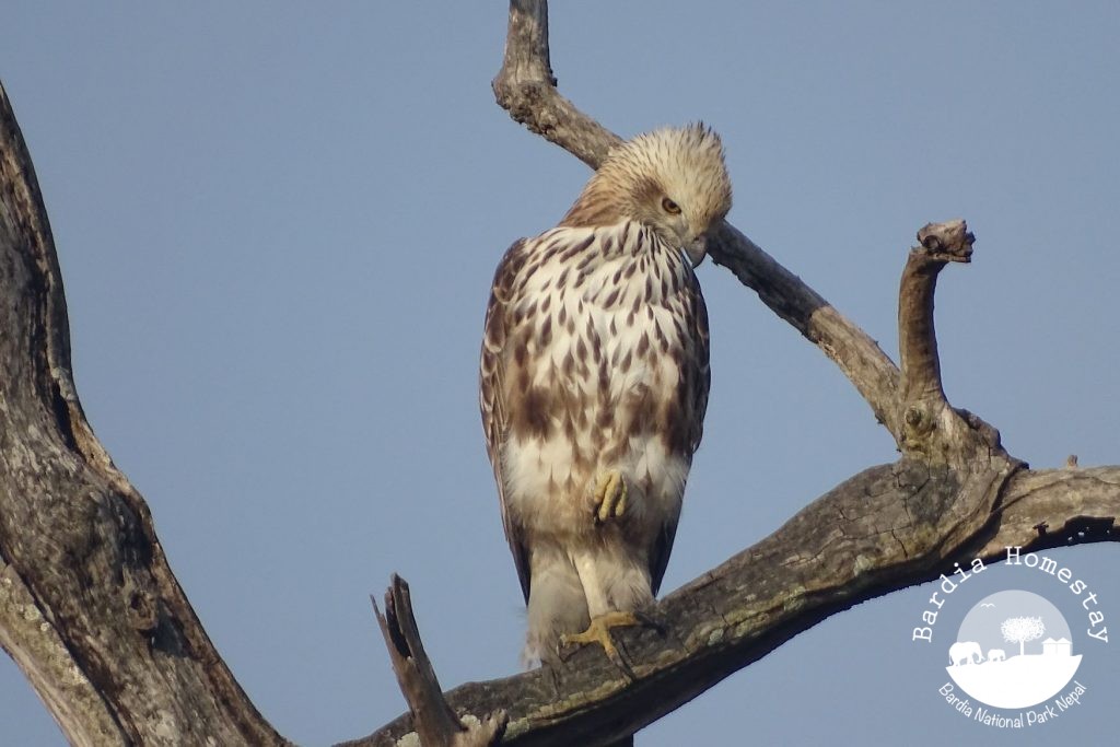 changeable hawk eagle bardia national park