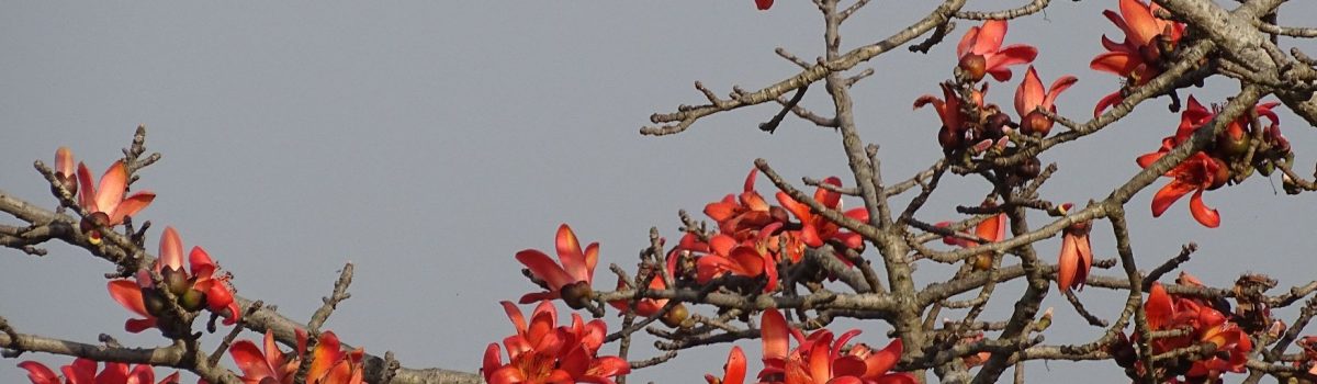 cotton tree Bardiya National Park