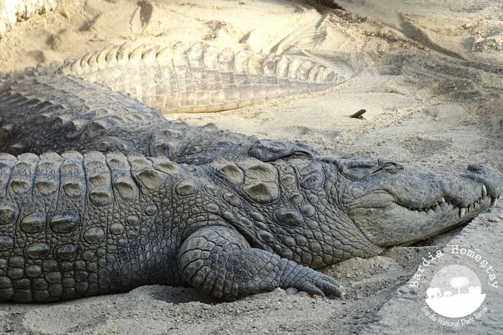 crococodile breeding centre Bardia National Park