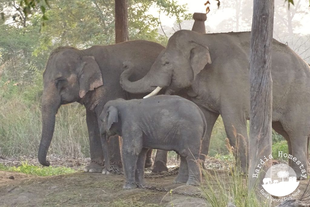 elephant breeding centre Bardia National Park