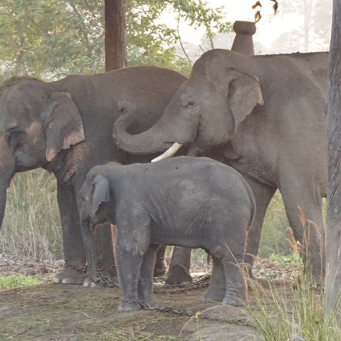elephant breeding centre Bardia National Park elephant breeding centre Bardia National Park