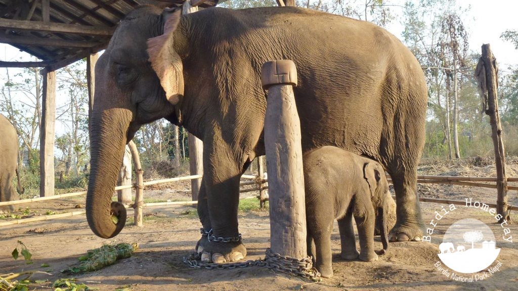 elephant breeding centre bardia