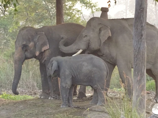 elephant breeding centre Bardia National Park