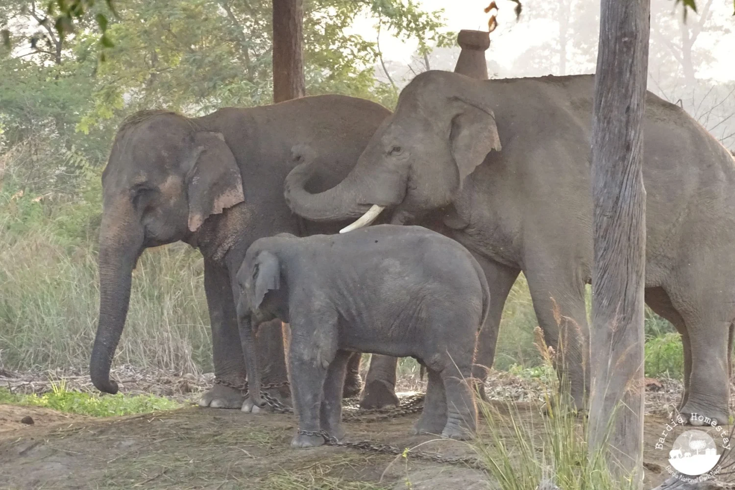 elephant breeding centre Bardia National Park