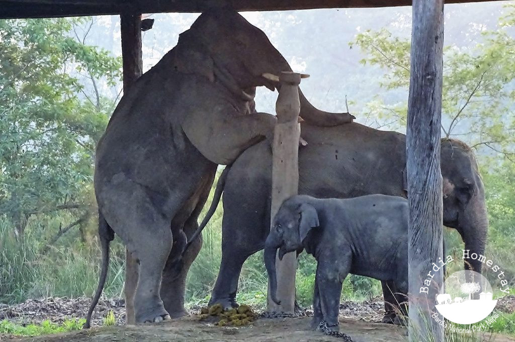 Wild Elephant Bardia Narional Prk