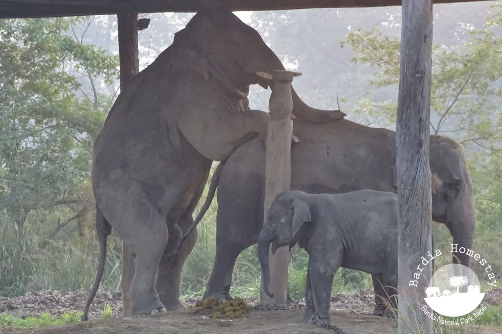 Asian Elephant Bardia National Park
