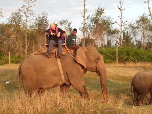 elephant safari bardia national park