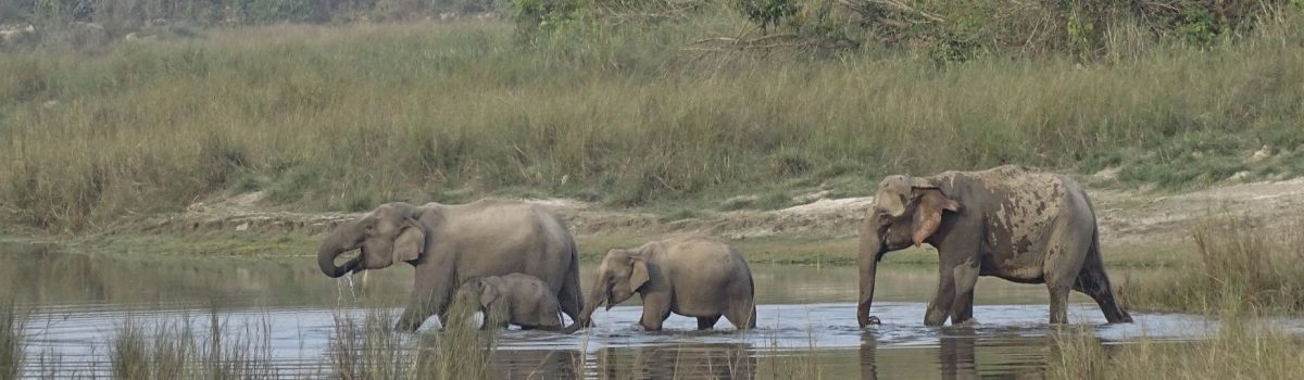 elephantgroup Bardia National Park elephantgroup Bardia National Park