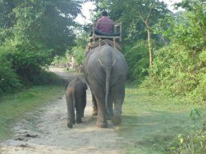 elephants shivapur bardia national park