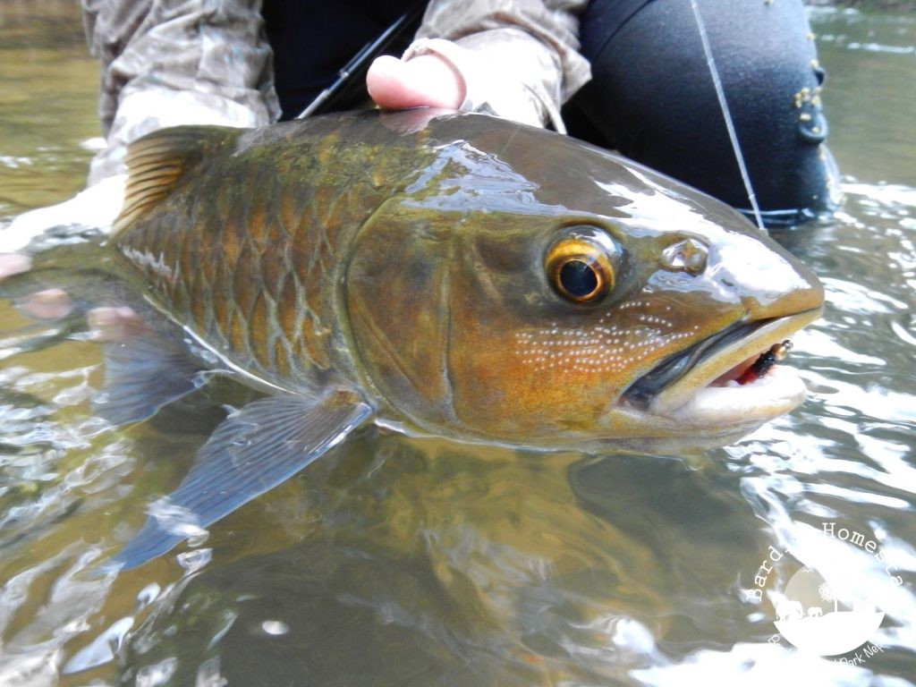 fishing mahseer Bardia National Park