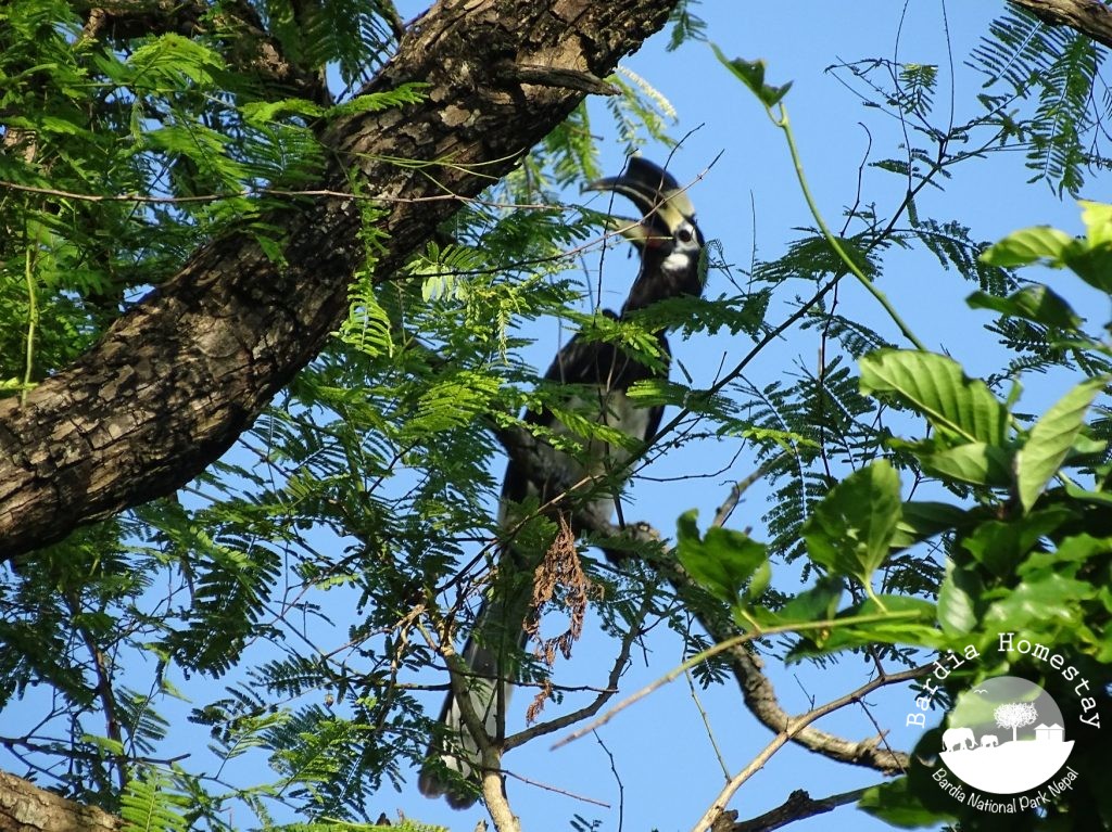 great hornbill Bardia National Park