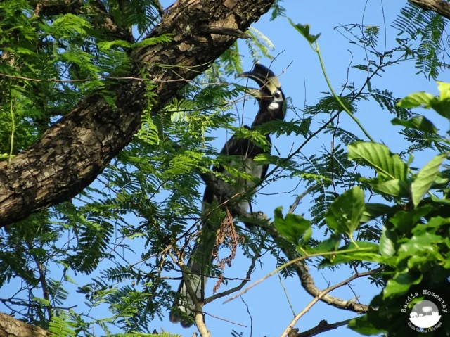 great hornbill Bardia National Park
