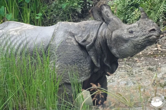 greater one horned rhino nepal bardia national park