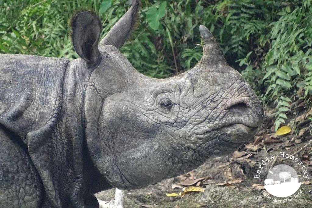 greater one horned rhino Nepal Bardia National Park