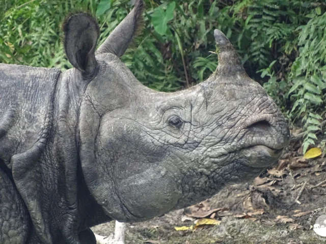 greater one horned rhino Nepal Bardia National Park