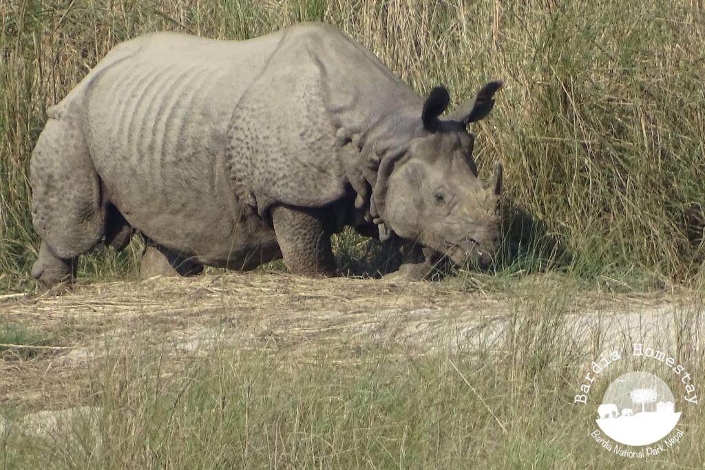 greater one horned rhino bardia national park