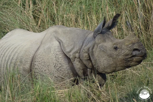 greater one horned rhino Bardia National Park
