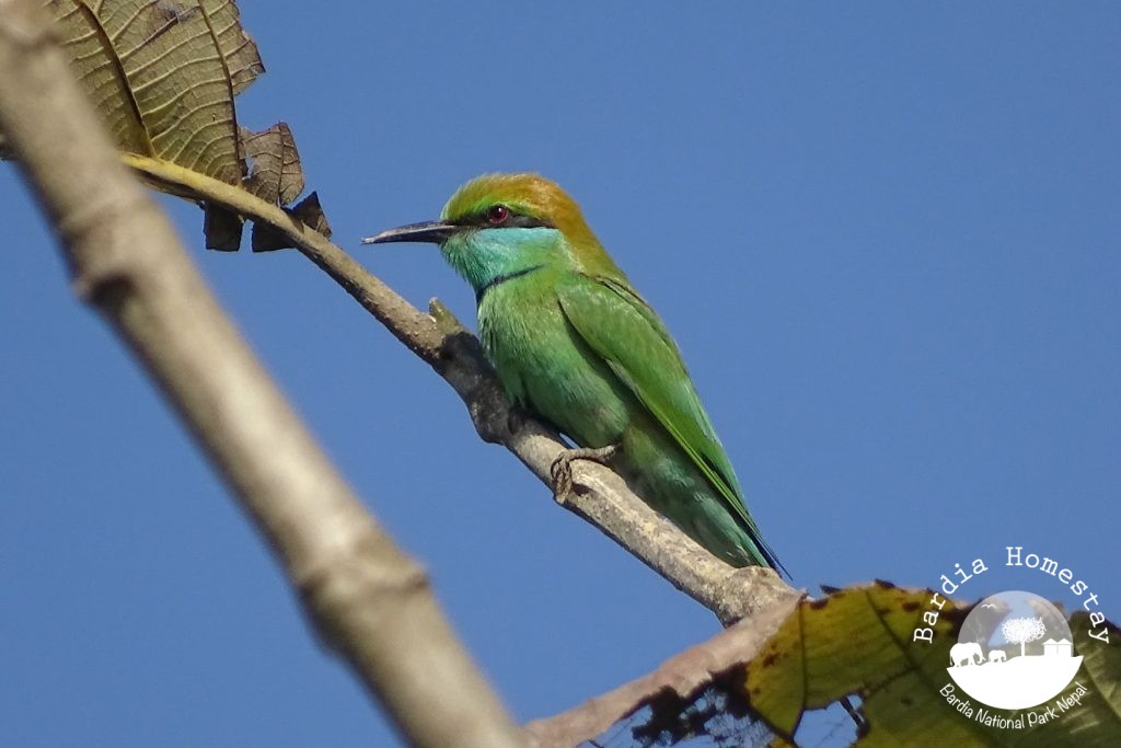 green bee eater Bardia National Park