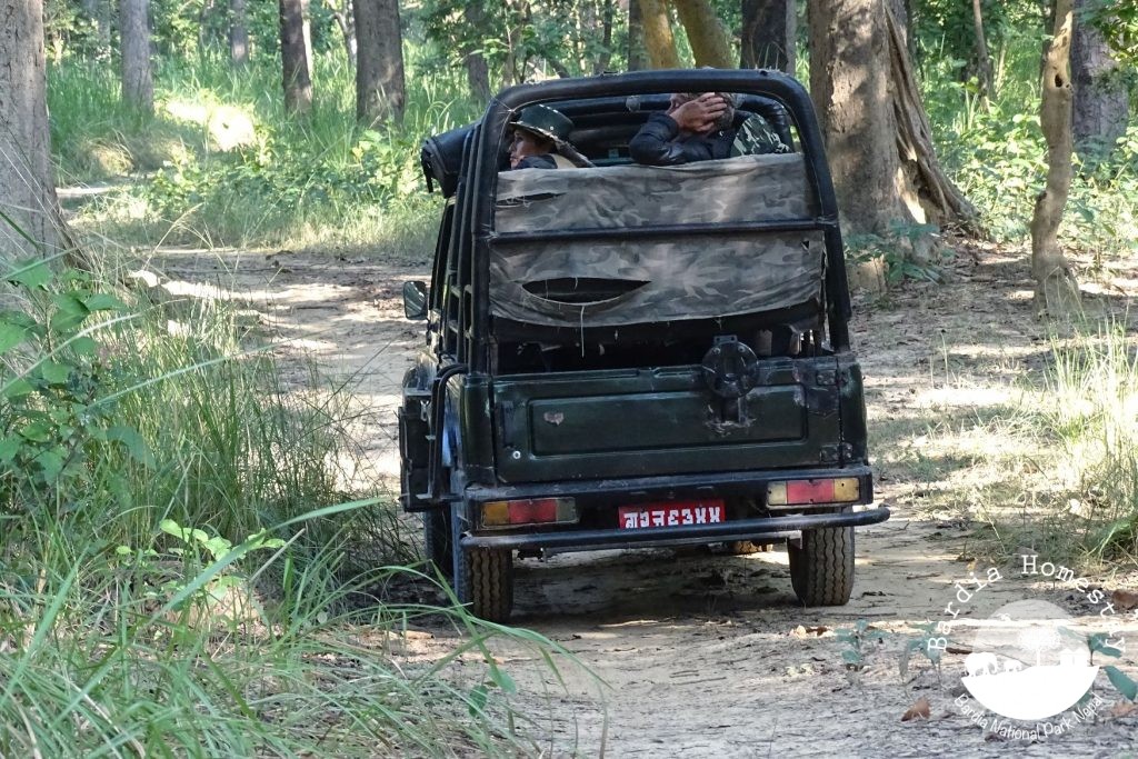 jeep safari Bardia National Park