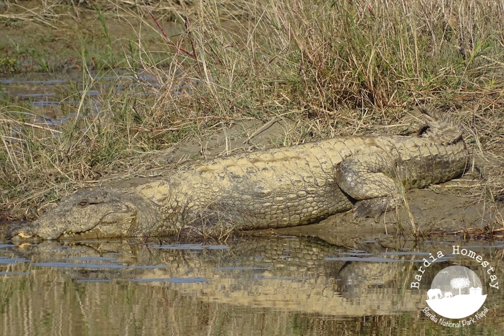 Marsh mugger crocodile Bardia National Park