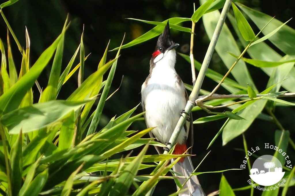 red whiskered bulbul Bardia National Park