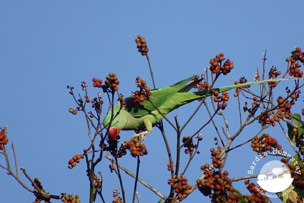 rose ringed parakeet bardia national park