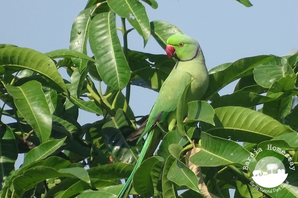 rose ringed parakeet bardia national park (2)