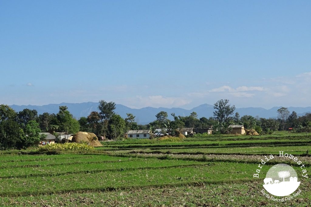 Shivalikhills view Bardia Homestay