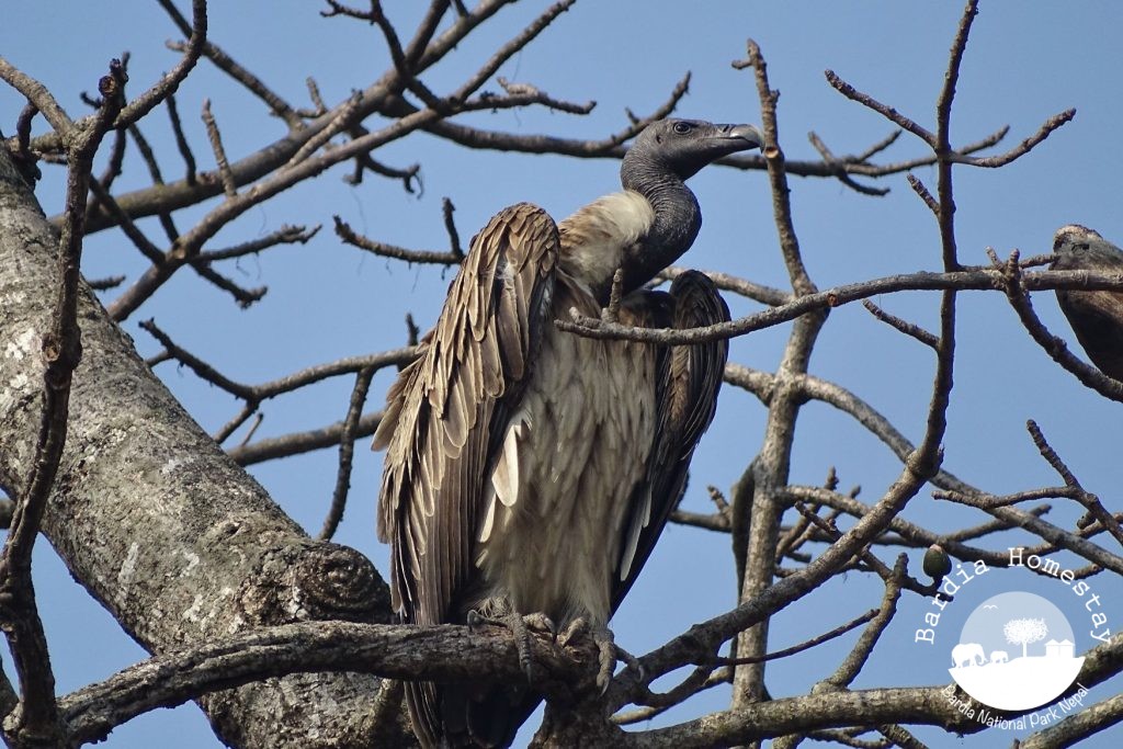 slender billed vulture Shuklaphanta wildlife reserve