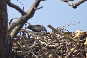 slender billed vulture Shuklaphanta Wildlife Reserve