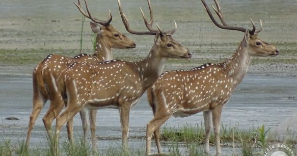 spotted deers Bardia National Park spotted deers Bardia National Park