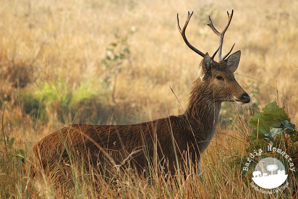 swamp deer Shuklaphanta wildlife reserve