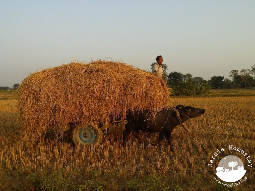 Tharu farming harvesting rice Bardiya