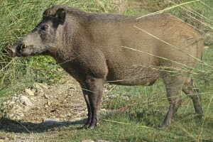 Wild boar Bardia National Park