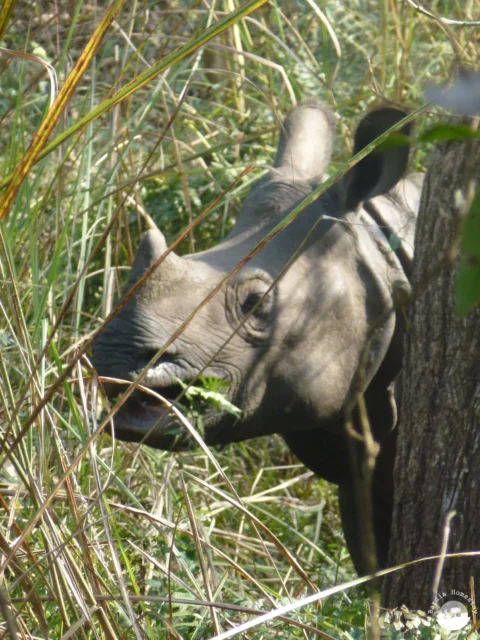 Great one horned rhino