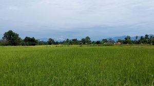 Countryside Bardia Nepal