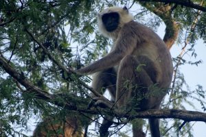 Langur Monkey Bardia National Park Nepal